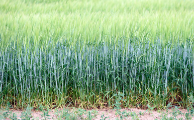 green and young barley field during sunset