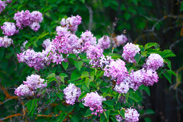 lilac flowers in the garden