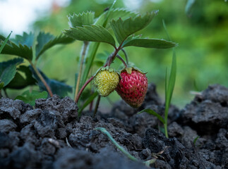 A lonely ready strawberry in the garden.