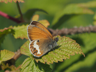  Weißbindiges Wiesenvögelchen