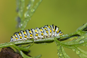 Papilio polyxenes, the (eastern) black swallowtail, American swallowtail caterpillar