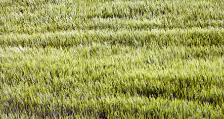 green and young barley field during sunset