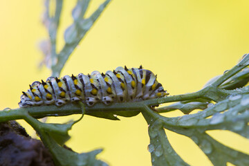 Papilio polyxenes, the (eastern) black swallowtail, American swallowtail caterpillar