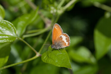 Weißbindiges Wiesenvögelchen