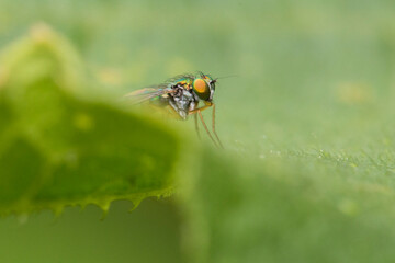 long legged fly (Condylostylus sipho)