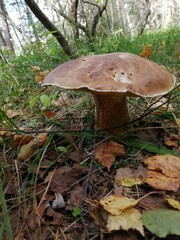 orange cap boletus