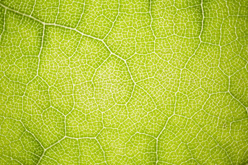 the structure of a green tree leaf as a macro background