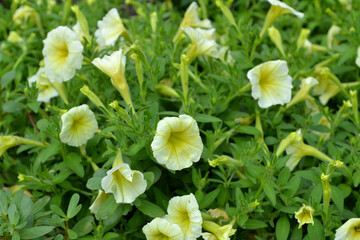 White Flowers and Green Leaves