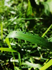 dew on a grass