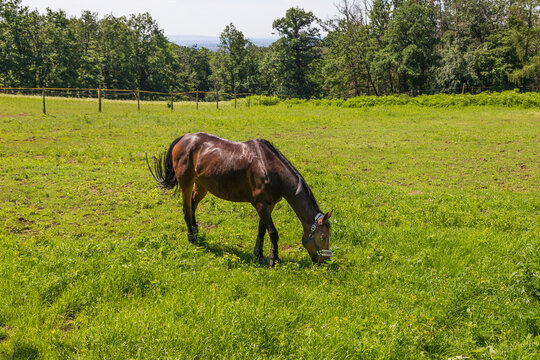 The horse in the corral on the green grass grazes. In the background are trees and blue sky.