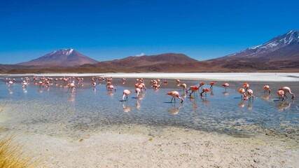 Flamingos in the hideous lagoon in Bolivia. beautiful landscape with a lake full of flamingos between the mountains