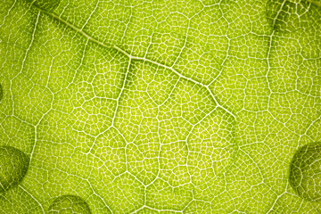 the structure of a green tree leaf as a macro background