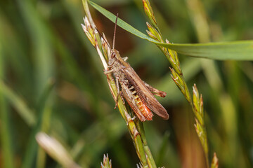 grasshopper on the grass