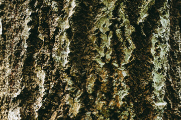 Textura de la corteza de un árbol.