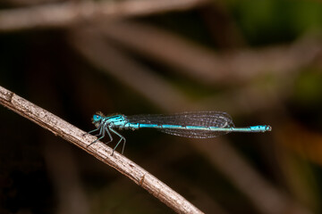 close up of a dragonfly