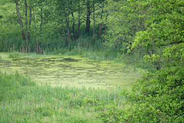 swamp in the forest