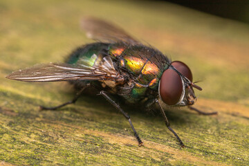 close up of a fly