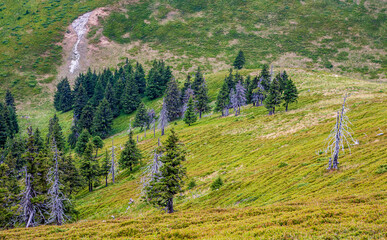 A beautiful landscape on the red mountain with  firs and dead trees.