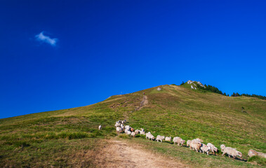 A beautiful landscape with the Red mountain peak, flock of sheep and calm sky.