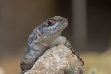 Collared Iguanid lizard ( Oplurus cuvieri ) or Madagascar Spiny Tailed Iguana. Portrait ,close up.