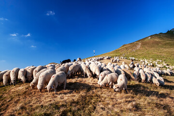 A beautiful landscape with the Red mountain peak, flock of sheep and shepherds.