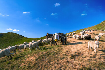 A beautiful landscape with the Red mountain peak, flock of sheep, two donkeys and shepherds.