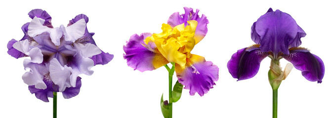 Fototapeta na wymiar Collection of multicolored head irises flowers isolated on white background. Hello spring. Flat lay, top view. Object, studio, floral pattern
