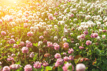 Fototapeta premium field of red clovers, summer flowers background