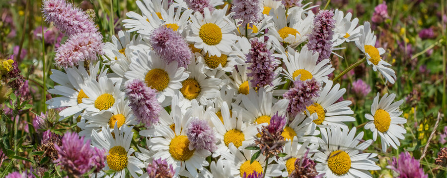 blumenmeer