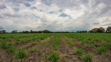 Photography of sugar cane crops