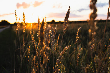 Cereal Field and Sunset