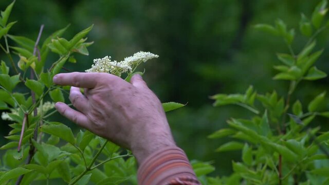 Picking developed Elder Flowers for juice (Sambucus nigra) - (4K)