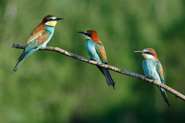 European bee-eater, merops apiaster.on Sunny morning, three birds are sitting on a branch.