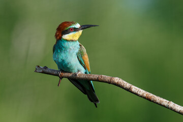 Golden bee-eater sitting on a branch