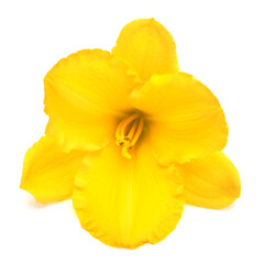 Obraz na płótnie Canvas Yellow flower hemerocallis daylily isolated on a white background