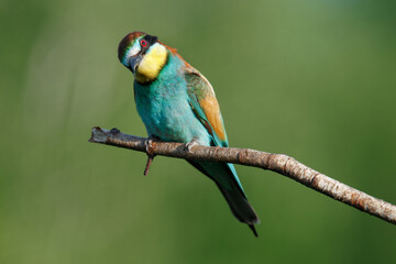 Golden bee-eater sitting on a branch