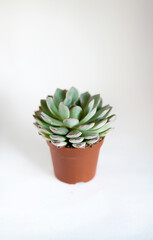 isolated succulent plant in white background