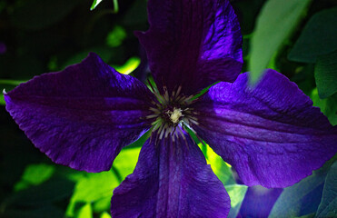 violet flower on a garden night
