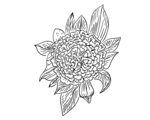 Obraz premium Zinnia Line Drawing 