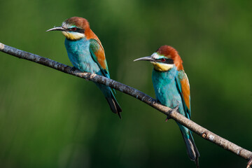 Golden bee-eater sitting on a branch
