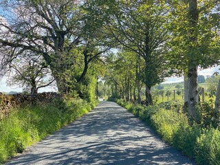 Fototapeta na wymiar Country lane, lined with old trees, dry stone walls, and hedgerows in, Grassington, Craven, UK