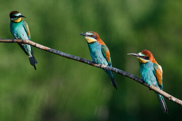 European bee-eater, merops apiaster.on Sunny morning, three birds are sitting on a branch.