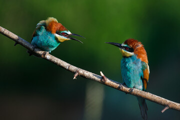European bee eater Merops apiaster screaming at each other