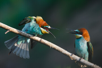 European bee eater Merops apiaster screaming at each other