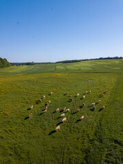 Vaches dans les champs, vues de drone
