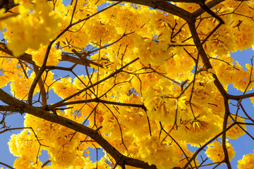 The Guayacán these trees usually bloom in the dry season in Panama January, February, March there are different colors.