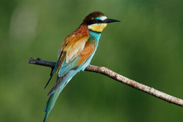Golden bee-eater sitting on a branch