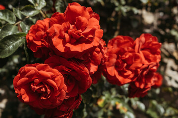 Blooming red rose buds on a summer bush in a garden, park or meadow on a sunny day. Ideal for postcards, wallpapers or backgrounds.