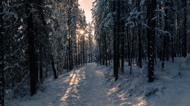 Canadian snowy winter forest sunset landscape nature background