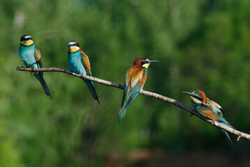 European bee-eater, merops apiaster.on a Sunny morning, four birds are sitting on a branch.